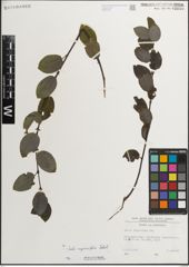Foto von Salix myrsinifolia Salisb.